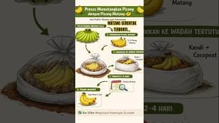 4 April 2026 : Terbukti Pisang Bisa Matang Serentak