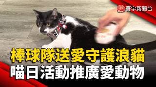 喵喵肉球日登場! 北市城市棒球隊員化身浪貓奶爸｜#寰宇財經新聞