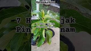 POHON ALPUKAT KELUD HARI KE 7 SEJAK DIPINDAH https://s.shopee.co.id/9KcAM78kQO?share_channel_code=1