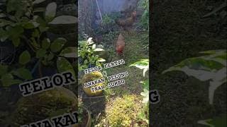 Telor & Anakan Ayam Pelung Trah Jumbo Calon Juara