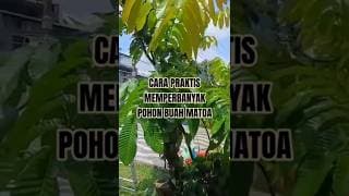 PENAMBAHAN ZAT PERANGSANG AKAR CANGKOKAN