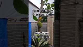Nagkadac Bibit Unggul Belum 3 Tahun Tanam Dari Biji Sudah Berbuah