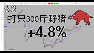 四处寻野味，标准入场，今天300斤野猪一只，明天继续打野牛