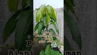 MEMBANDINGKAN HARGA BIBIT POHON BUAH MANGGA (Beli Online Vs Off Line)