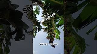 24 April 2026 : H +8 SETELAH JANTUNG PISANG DISUNAT