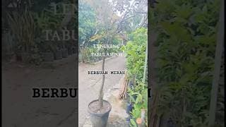 TABULAMPOT LENGKENG MERAH KEMBALI BERBUAH