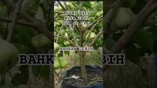 USAHA SAMBILAN YANG CEPAT UNTUNG: 3 BULAN BEP