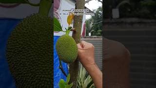 Pohon Buah Nanas, Matoa & ,(Nangkadak Umur 28 Bulan Tanam Dari Biji)