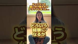 ドッグランで追いかけ回されてトラウマになった…#イヌバーシティ #ドッグトレーナー #犬のいる暮らし #子犬のしつけ #犬のしつけ