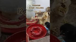 DOKUMEN ANAK AYAM PELUNG MULAI HARI KE 1 HINGGA KE 12