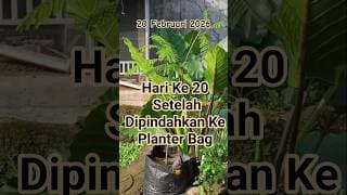 20 Hari Setelah Dipindah ke Planter Bag/Terbukti Aman Dengan Campuran Lumpur Dasar Kolam