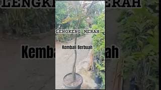 LENGKENG MERAH KEMBALI BERBUAH/ BANYAK PILIHAN DI TOKO HASIL BUMI