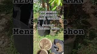 Awas Jangan Buru² Memindahkan Tabulampot