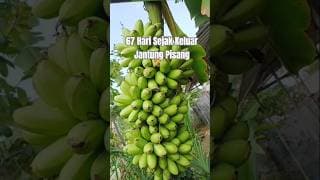 PISANG PUTRI ULIN 67 HARI SEJAK KELUAR JANTUNG