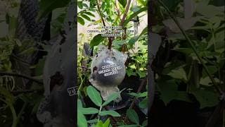 19 April 2026 : MANGKOK KHUSUS CANGKOK CABANG POHON BUAH²AN