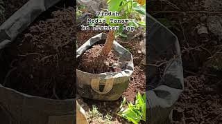 SAMBUNG PUCUK DAN PINDAH KE PLANTER BAG