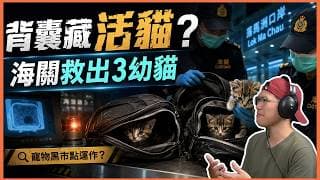 絕密拆解落馬洲截兩內地旅客背囊藏活貓，海關救三幼貓｜跨境寵物黑市點運作？