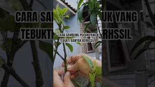 Cara Mudah Sambung Susu/Pucuk Pohon Alpukat