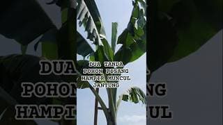DUA TANDA POHON PISANG HAMPIR KELUAR JANTUNG