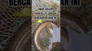 IKAN BELUT BISA MATI JIKA MEMAKAN ANAKAN KEPITING/YUYU...