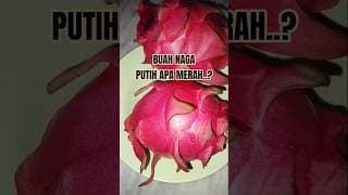 TERNYATA BUAH NAGA MERAH