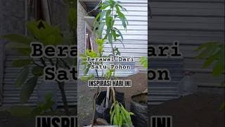 BERAWAL DARI SATU POHON YANG SUDAH BERBUAH