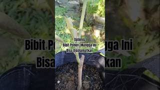 OPTIMIS ADA SOLUSI JIKA BIBIT POHON AGAK STRES SETELAH PINDAH TEMPAT