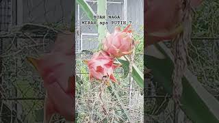 27 Februari 2026 : BUAH NAGA (MERAH apa PUTIH)...?