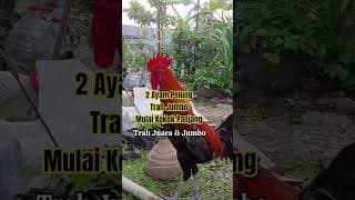 PELUNG BAKAL JUMBO MAKIN MERDU SUARAMU