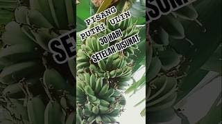 30 HARI SEJAK DISUNAT JANTUNG PISANG PUTRI ULIN