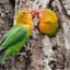 RJ Birds Care