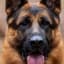Dog Training Hub
